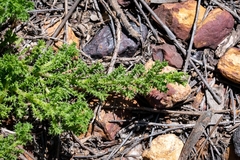 Ursinia dentata