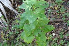 Verbesina virginica