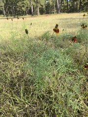 Ratibida columnifera