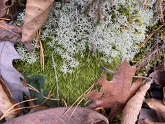 Cladonia arbuscula