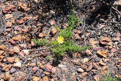 Ursinia dentata