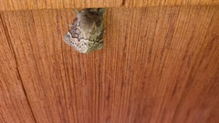 Macromphalia ancilla