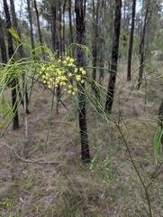 Acacia subulata