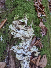 Rigidoporus
