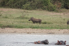 Phacochoerus africanus massaicus