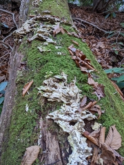 Rigidoporus