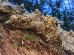 Rigidoporus