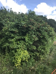 Viburnum