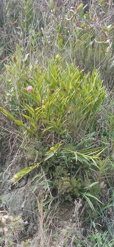 Elleanthus sodiroi Schltr. 3