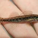 Etheostoma fusiforme - Photo (c) Emilio Concari, algunos derechos reservados (CC BY-NC), subido por Emilio Concari