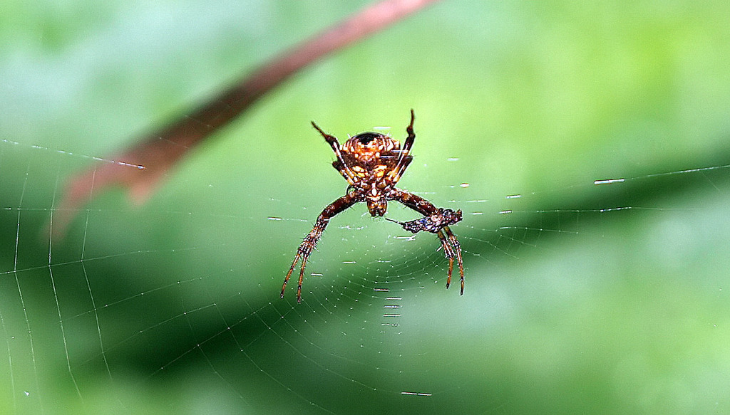 Heptagonal Orbweaver from Dallas, TX, USA sunset bay pier on September ...