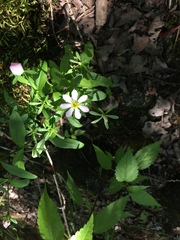Sabatia calycina