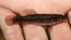 Umbra pygmaea