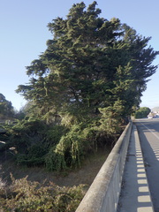 Passiflora tarminiana