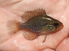 Enneacanthus gloriosus