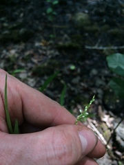 Persicaria hydropiperoides