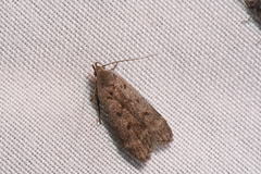 Anacampsis innocuella