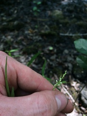 Persicaria hydropiperoides