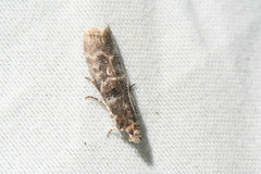 Ortholepis pasadamia