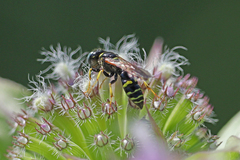 Philanthus bilunatus