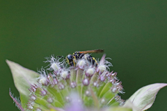 Philanthus bilunatus