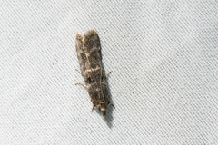 Ortholepis pasadamia