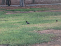 Acridotheres tristis