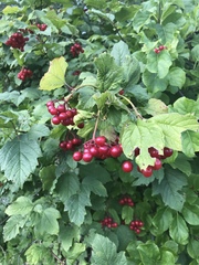 Viburnum