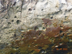 Ligia exotica