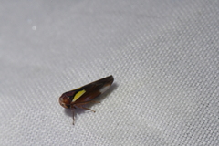 Balcanocerus provancheri