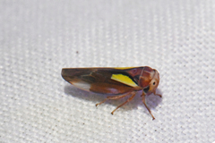 Balcanocerus provancheri
