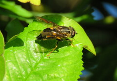 Helophilus antipodus