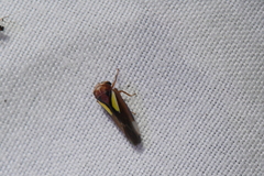 Balcanocerus provancheri