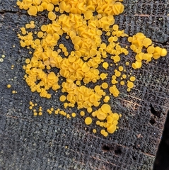 Calycina citrina