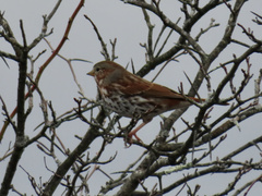 Passerella iliaca iliaca