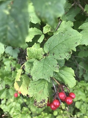Viburnum