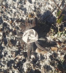 Astraeus hygrometricus