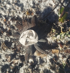 Astraeus hygrometricus