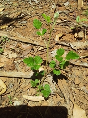Rubus parvifolius
