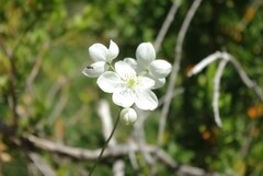 Thalictrum tuberosum