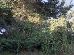 Passiflora tarminiana