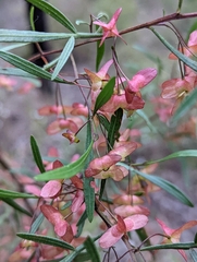 Dodonaea heteromorpha
