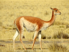 Vicugna vicugna