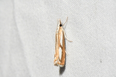 Catoptria latiradiellus