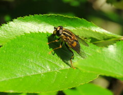 Helophilus antipodus
