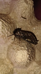 Callipielus arenosus