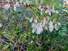 Gaultheria insana
