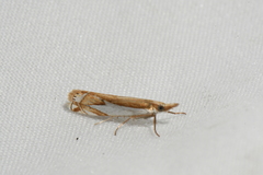 Crambus bidens