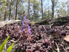 Coleus