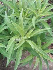 Baccharis punctulata